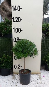 Αγγελική νάνα - Pittosporum tobira nanum