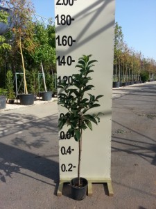 Βιβούρνο lucidum - Viburnum lucidum