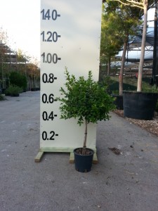 Ευγενία newport - Eugenia myrtifolia newport