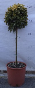 Ευώνυμο aurea - Euonymus jap. elegantissimus aurea