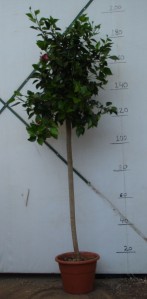 Ιβίσκος σινικός - Hibiscus sinensis (Ιβίσκος της Χαβάης)