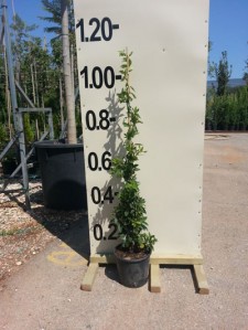 Αγιόκλημα - Lonicera japonica