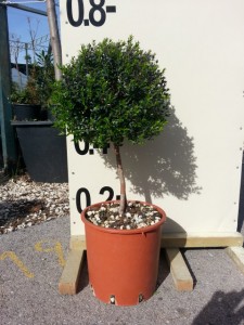 Μυρτιά μικρόφυλλη - Myrtus communis microphylla