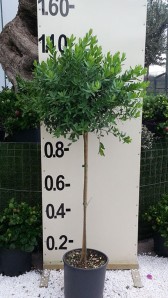 Πολύγαλα - Polygala myrtifolia