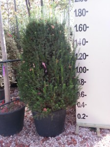 Ταξός baccata - Taxus baccata 