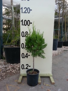 Τούγια pyramidalis aurea - Thuja pyramidalis aurea