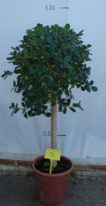 Φίκος - Ficus sp.