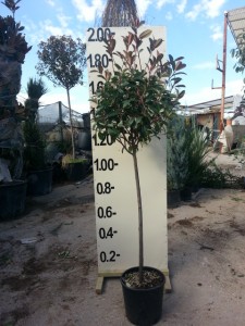 Φωτίνια - Photinia fraseri red robin