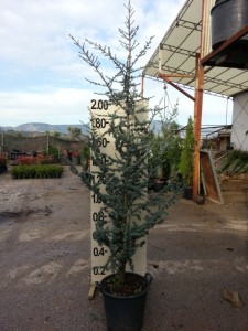 Κέδρος atlantica glauca - Cedrus atlantica glauca