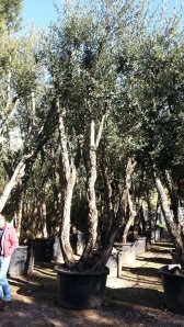 Αριά Φελλόδενδρο - Quercus suber