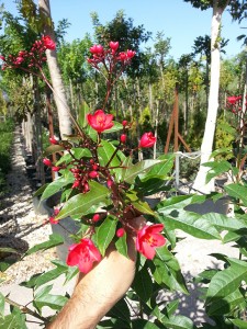 Γιατρόφα - Jatropha sp.