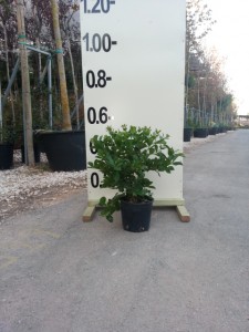 Ψίντιουμ - Psidium guajava
