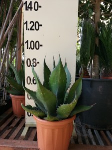 Αθάνατος ferox - Agave ferox