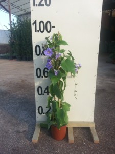 Θουνμπέργκια - Thunbergia grandiflora