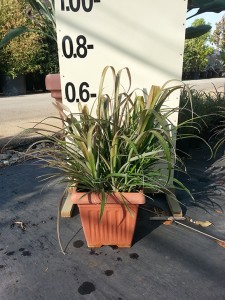 Μπιλμπέργκια - Billbergia nutans