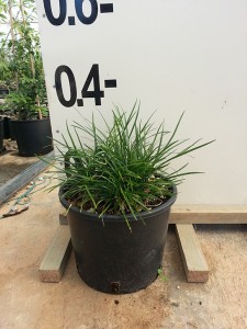 Οφιοπόγον - Ophiopogon japonicus