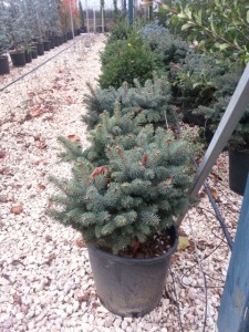 Πικέα pungens glauca globosa nana - Picea pungens glauca globosa nana