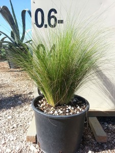 Στίπα - Stipa sp.
