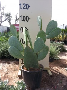 Φραγκοσυκιά - Opuntia ficus indica