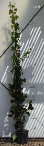 Κισσός - Hedera sp.