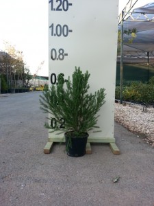 Οζόθαμνος - Ozothamnus rosmarinifolia
