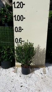 Πεμελέα - Pimelea sp.