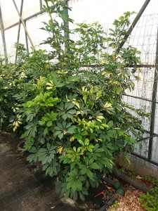 Σεφλέρα - Schefflera sp.