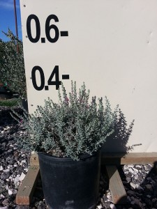 Τεύκριο marum - Teucrium marum