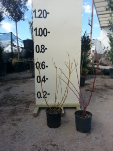 Κόρνος - Cornus sp.