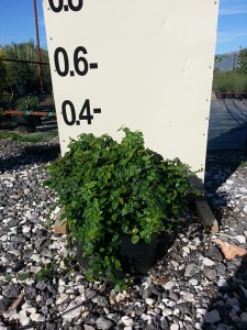 Φίκος έρπων - Ficus pumila repens