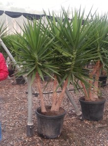Γιούκα elephantipes - Yucca elephantipes