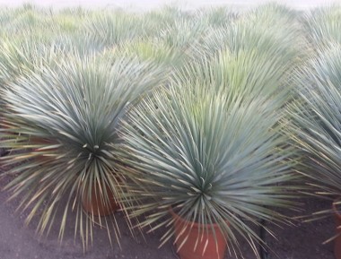 Γιούκα rostrata - Yucca rostrata