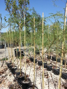 Ποϊντσιάνα - Caesalpinia gilliesii