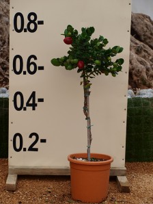 Καρίσσα - Carissa grandiflora