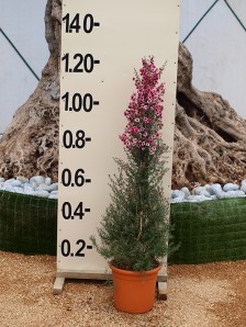 Λεπτόσπερμα - Leptospermum sp.