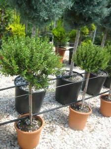 Μυρτιά - Myrtus communis