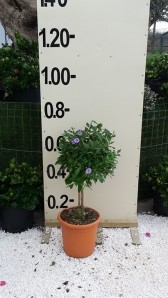 Σολάνο - Solanum sp.