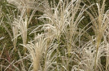 Μίσχανθος - Miscanthus sp.