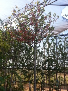 Κουτσουπιά - Cercis siliquastrum
