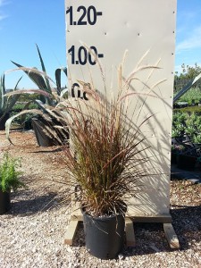 Πενισέτουμ - Pennisetum sp.