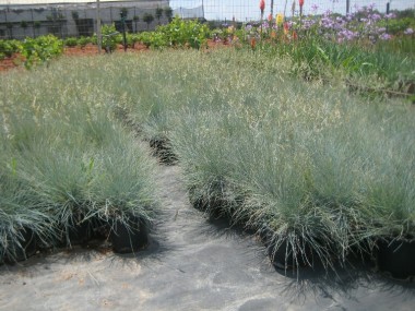 Φεστούκα - Festuca glauca