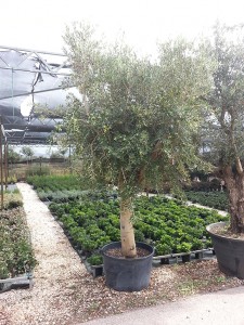 Ελιά - Olea europaea