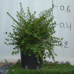Κυδωνίαστρο horizontalis - Cotoneaster horizontalis