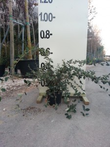 Κυδωνίαστρο lacteus - Cotoneaster lacteus