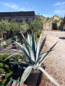 Αθάνατος - Agave americana