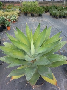 Αθάνατος attenuata - Agave attenuata