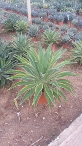 Αθάνατος desmettiana - Agave desmettiana
