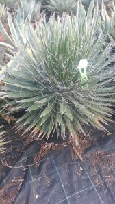 Αθάνατος filifera - Agave filifera