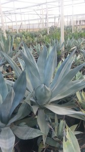 Αθάνατος ovatifolia - Agave ovatifolia