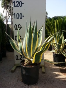 Αθάνατος americana variegata - Agave americana variegata